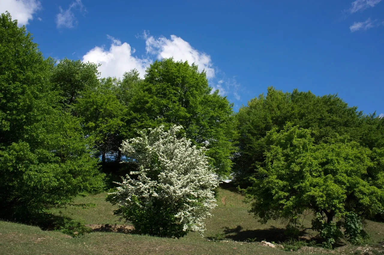 Poiană verde de primăvară, cu un copac înflorit alb și pădure de fag în spate.